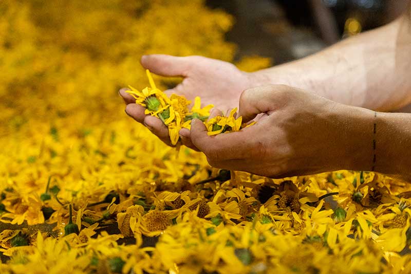 Fleurs d'arnica sauvage au séchoir