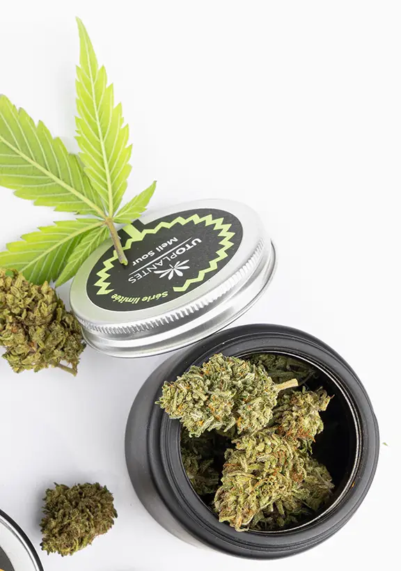 pots de fleurs de cannabis cbd utoplantes