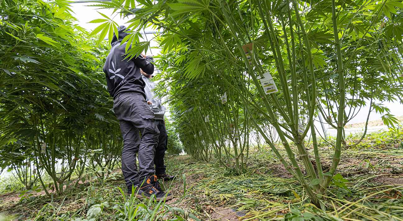 culture de chanvre cannabis CBD en tunnel pleine terre en agriculture biologique