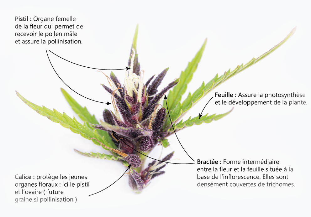 morphologie fleur cannabis macro trichome cbd chanvre utoplantes
