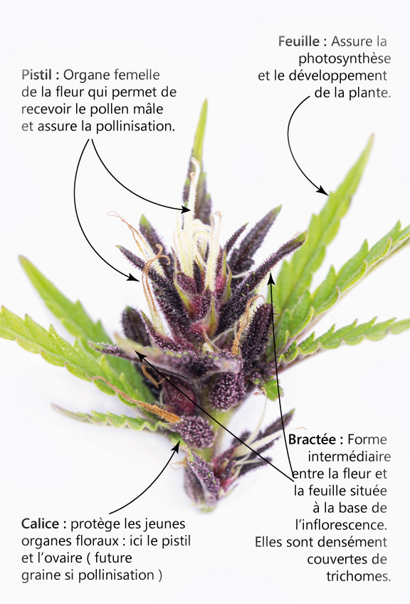 pots de fleurs de cannabis cbd utoplantes
