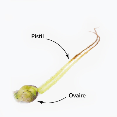 Gynécée du cannabis (ovaire + pistil)