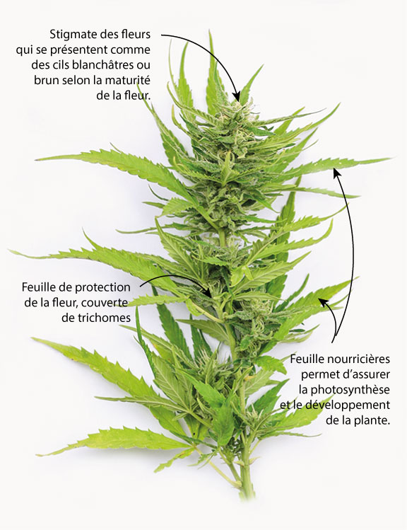 pots de fleurs de cannabis cbd utoplantes