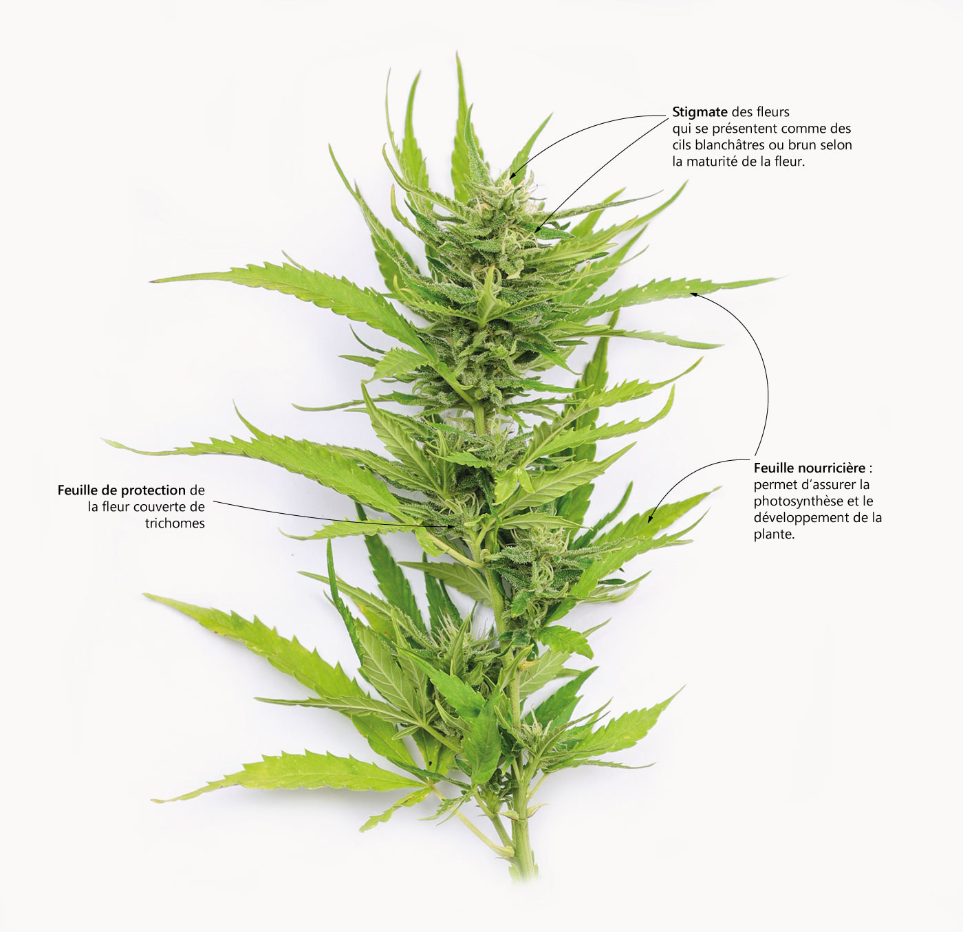 morphologie fleur cannabis cbd chanvre utoplantes