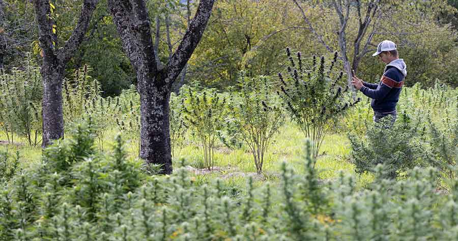 verger de selection de nouvelles variétés de cbd utoplantes